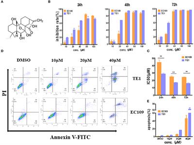 Involvement of Glutathione Depletion in Selective Cytotoxicity of Oridonin to p53-Mutant Esophageal Squamous Carcinoma Cells